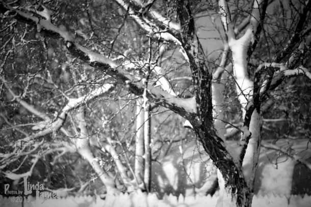 snowbranches LindaJames