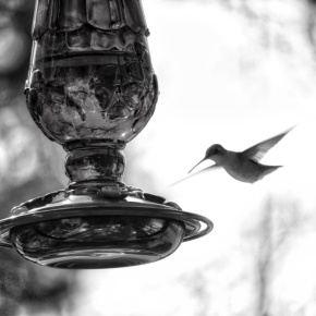 Hummingbird Visit (MM)